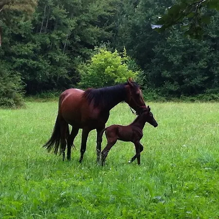 Hotel Domaine De Bel Air Cérans-Foulletourte