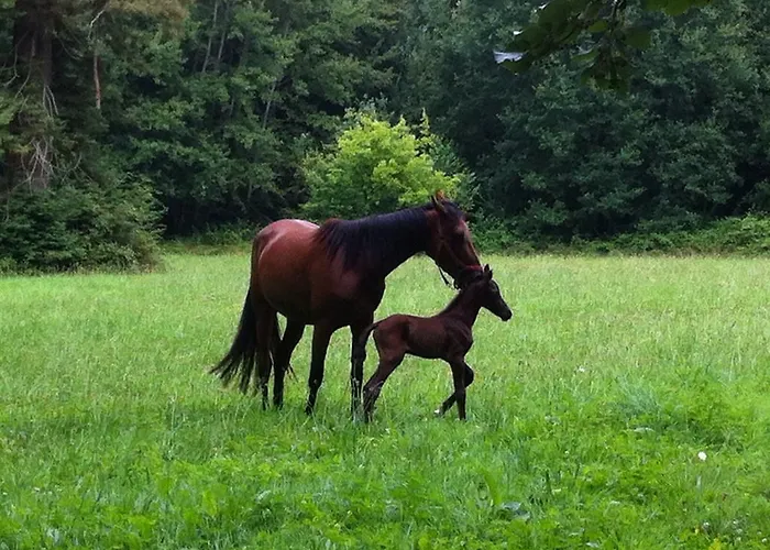 Hotel Domaine De Bel Air Cerans-Foulletourte